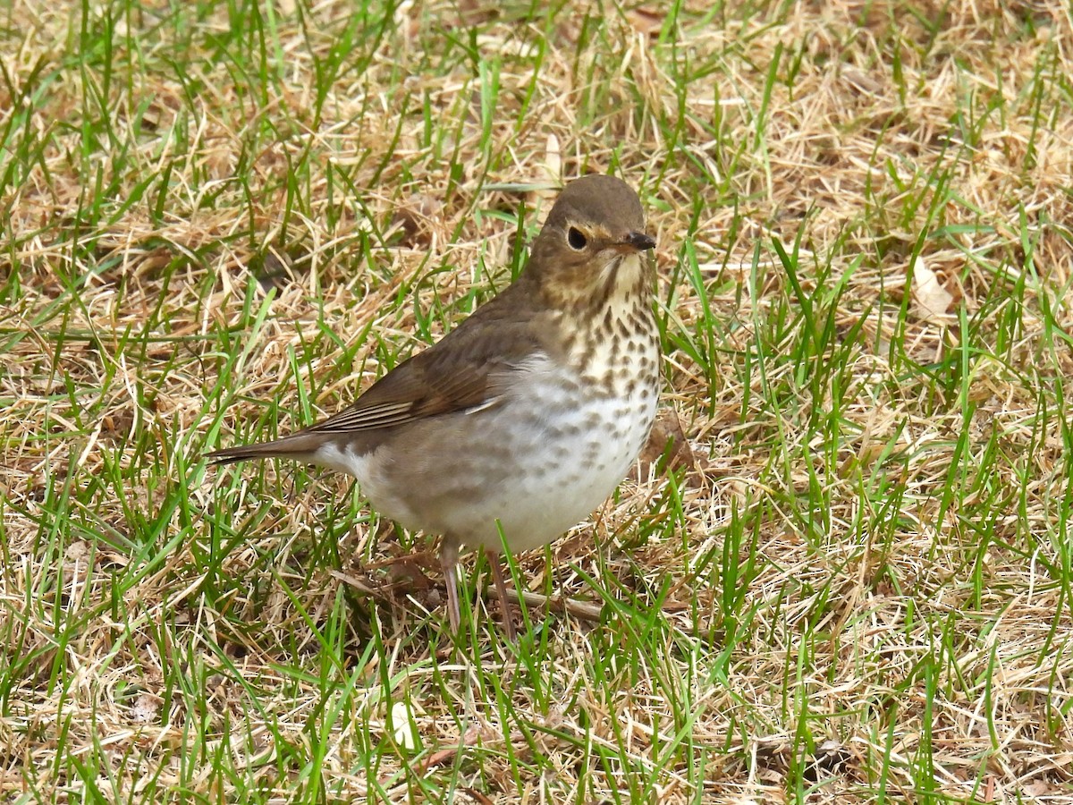 Swainson's Thrush - ML657836748
