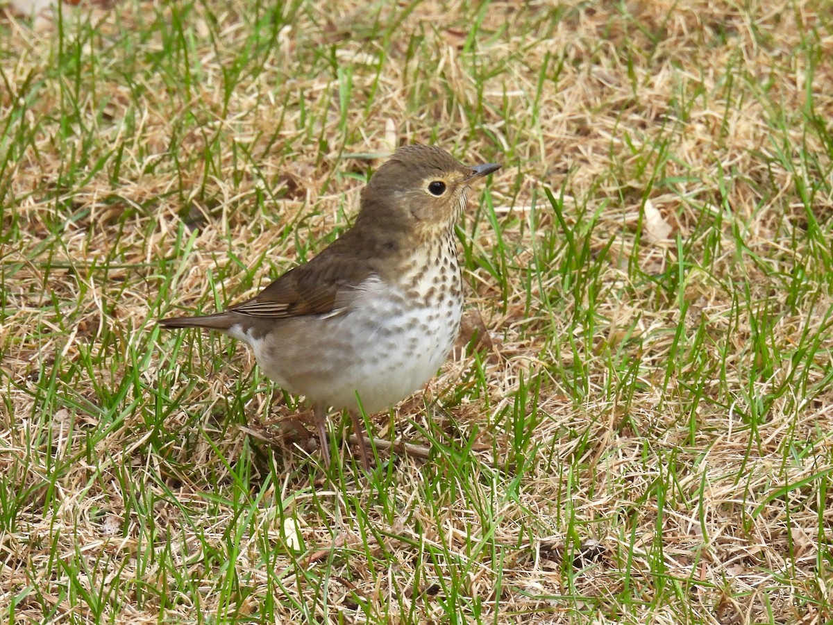 Swainson's Thrush - ML657836749