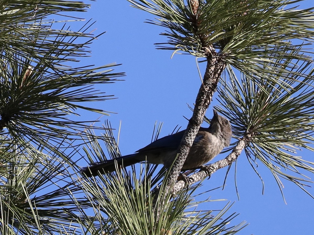 Woodhouse's Scrub-Jay - ML657836752
