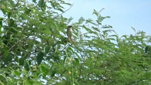 Burmese Prinia - ML657836753