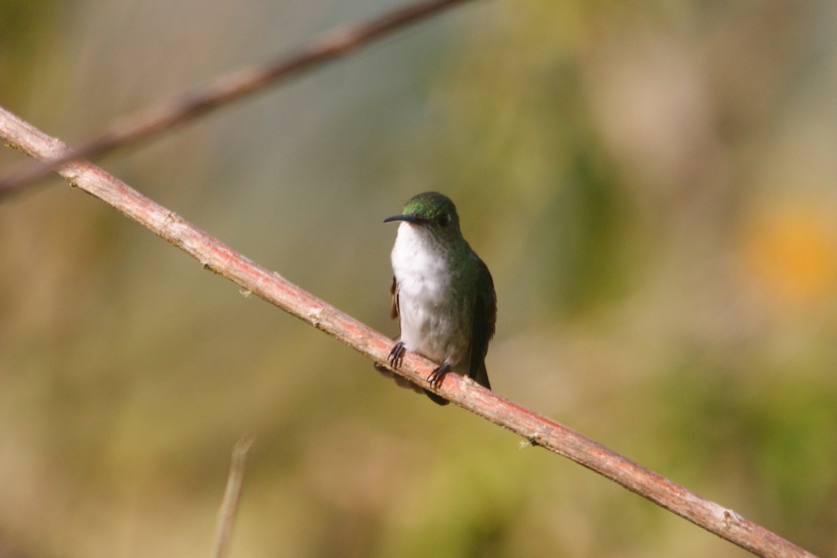 White-bellied Hummingbird - ML657836754