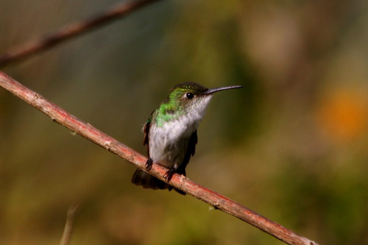 White-bellied Hummingbird - ML657836755