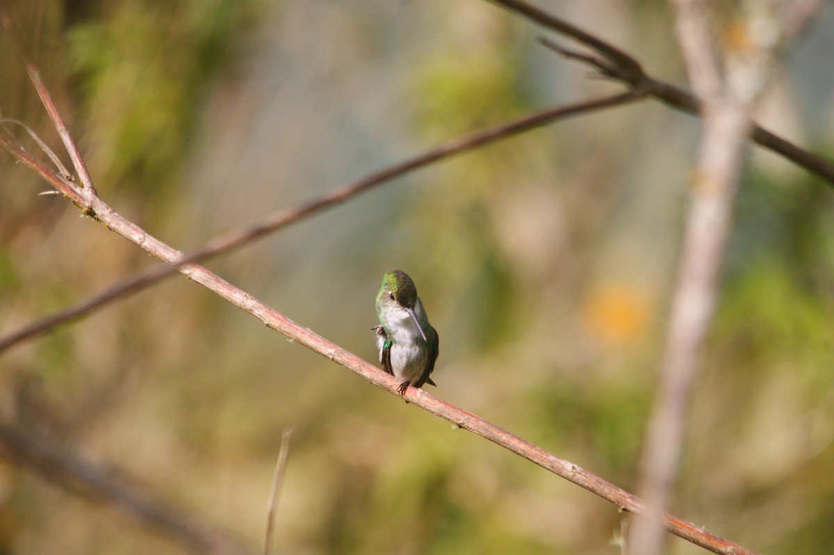White-bellied Hummingbird - ML657836756