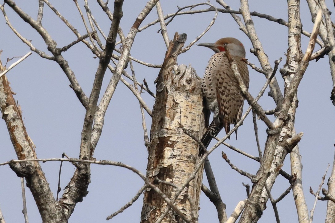 Northern Flicker - ML657836759