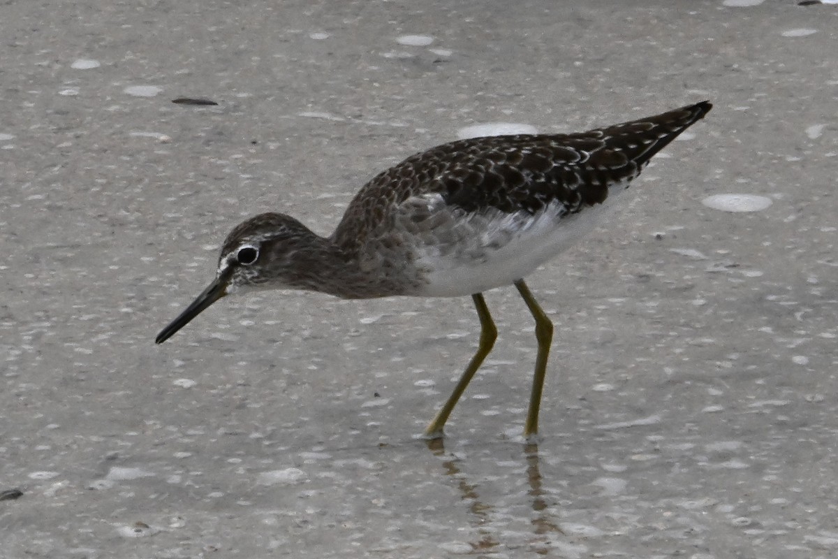 Wood Sandpiper - ML657836760
