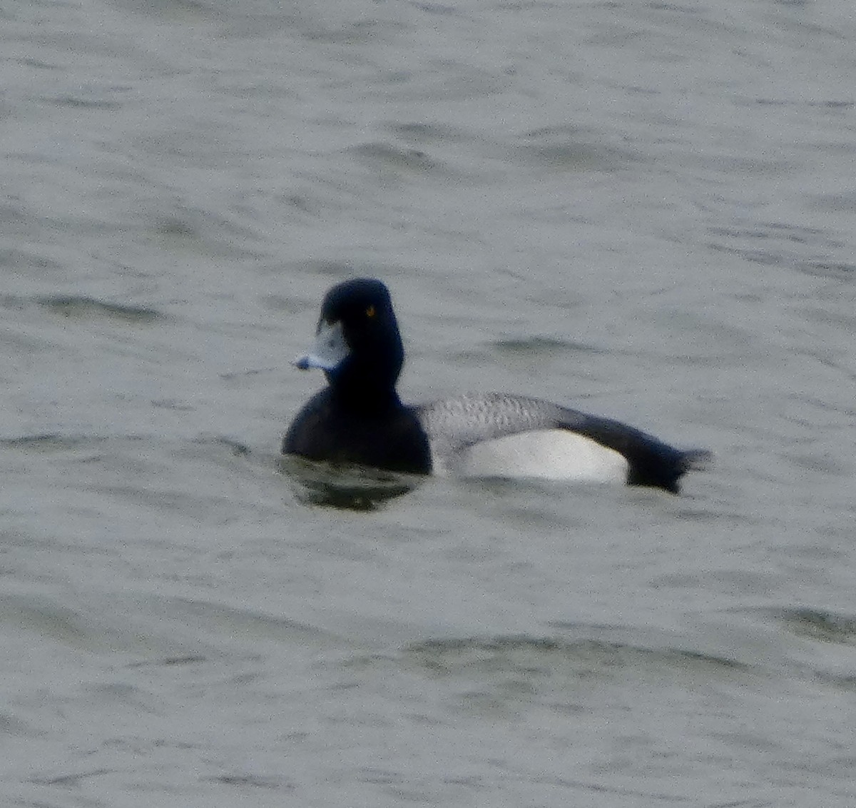 Greater Scaup - ML657836761
