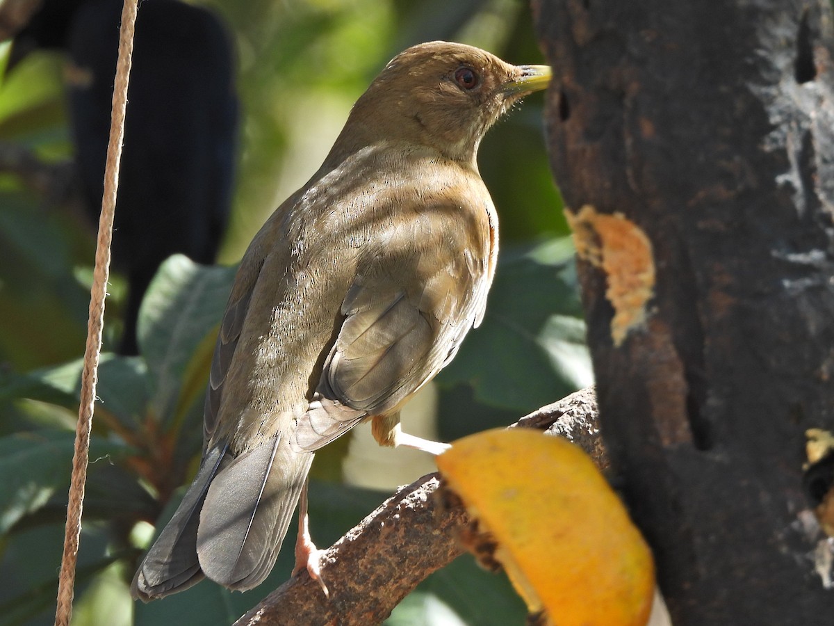 Clay-colored Thrush - ML657836762