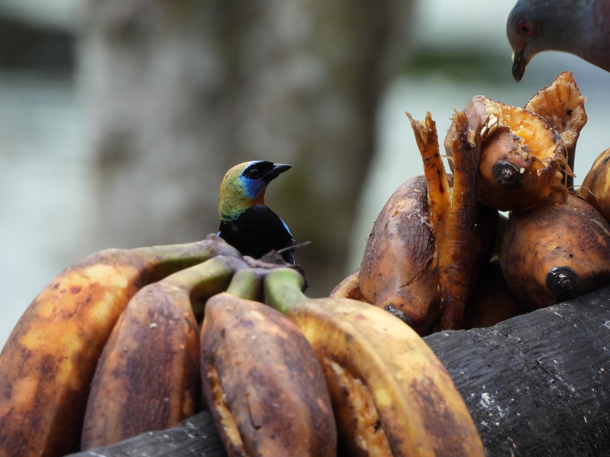 Golden-hooded Tanager - ML657836763