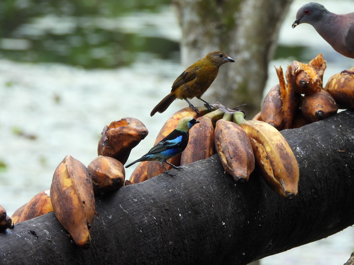 Golden-hooded Tanager - ML657836764