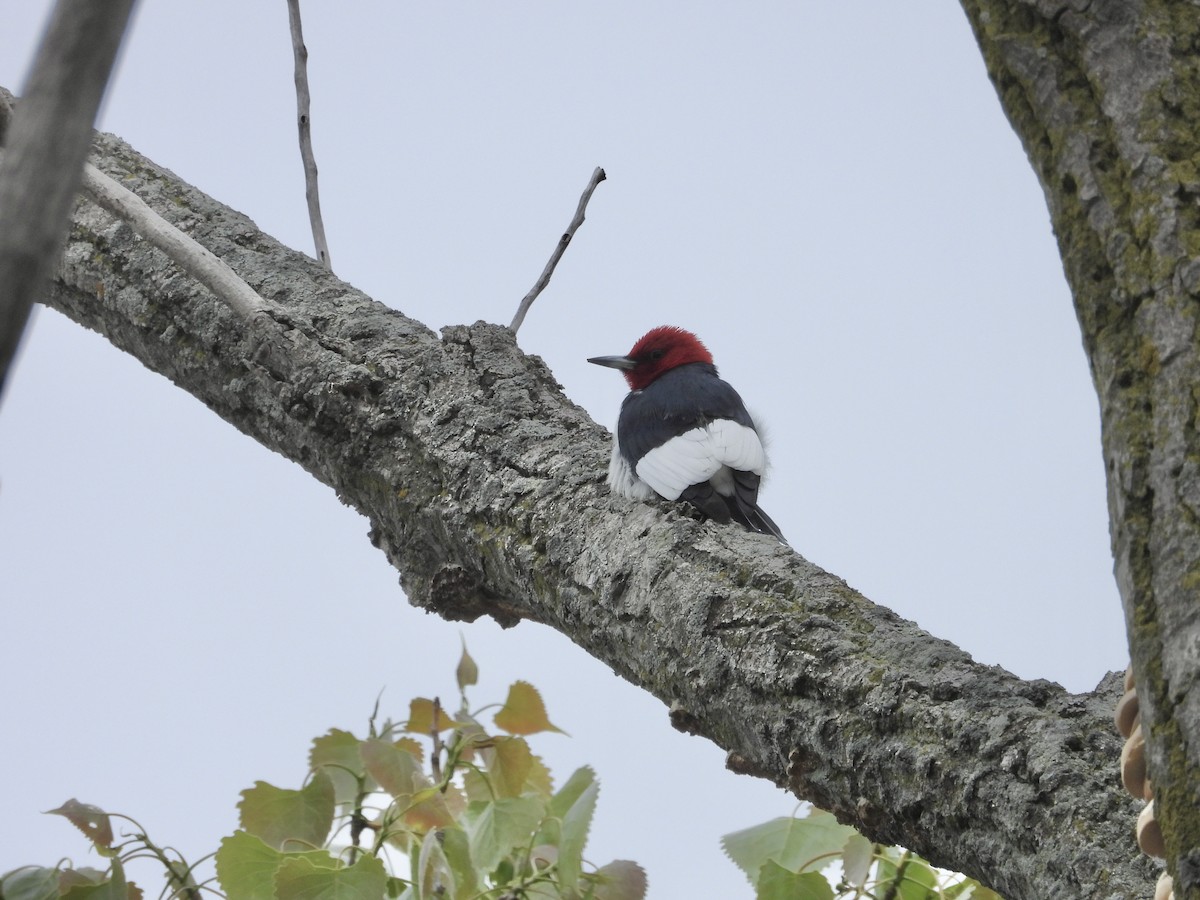 Red-headed Woodpecker - ML657836765