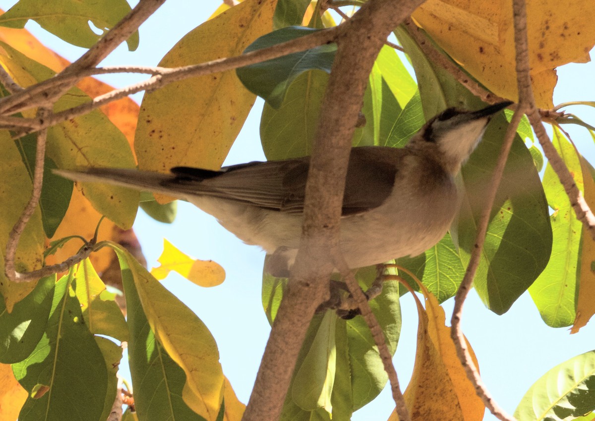 Blue-faced Honeyeater - ML657836767