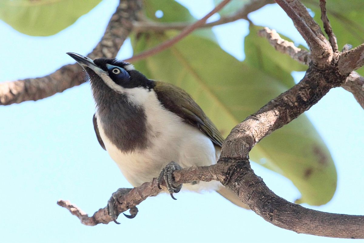 Blue-faced Honeyeater - ML657836768