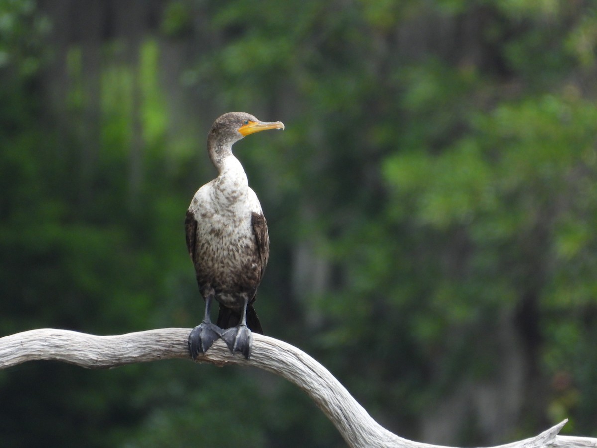 Double-crested Cormorant - ML657836769