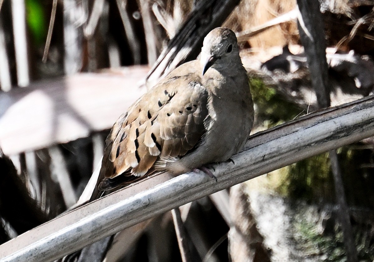 Ruddy Ground Dove - ML657836771