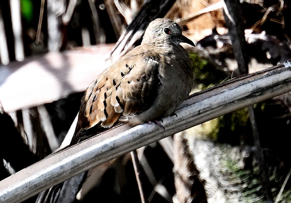 Ruddy Ground Dove - ML657836772