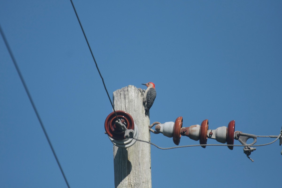 Red-bellied Woodpecker - ML657836773