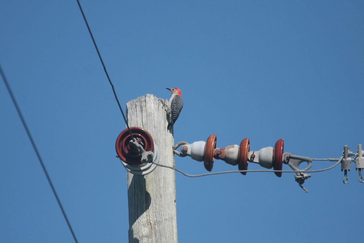 Red-bellied Woodpecker - ML657836774