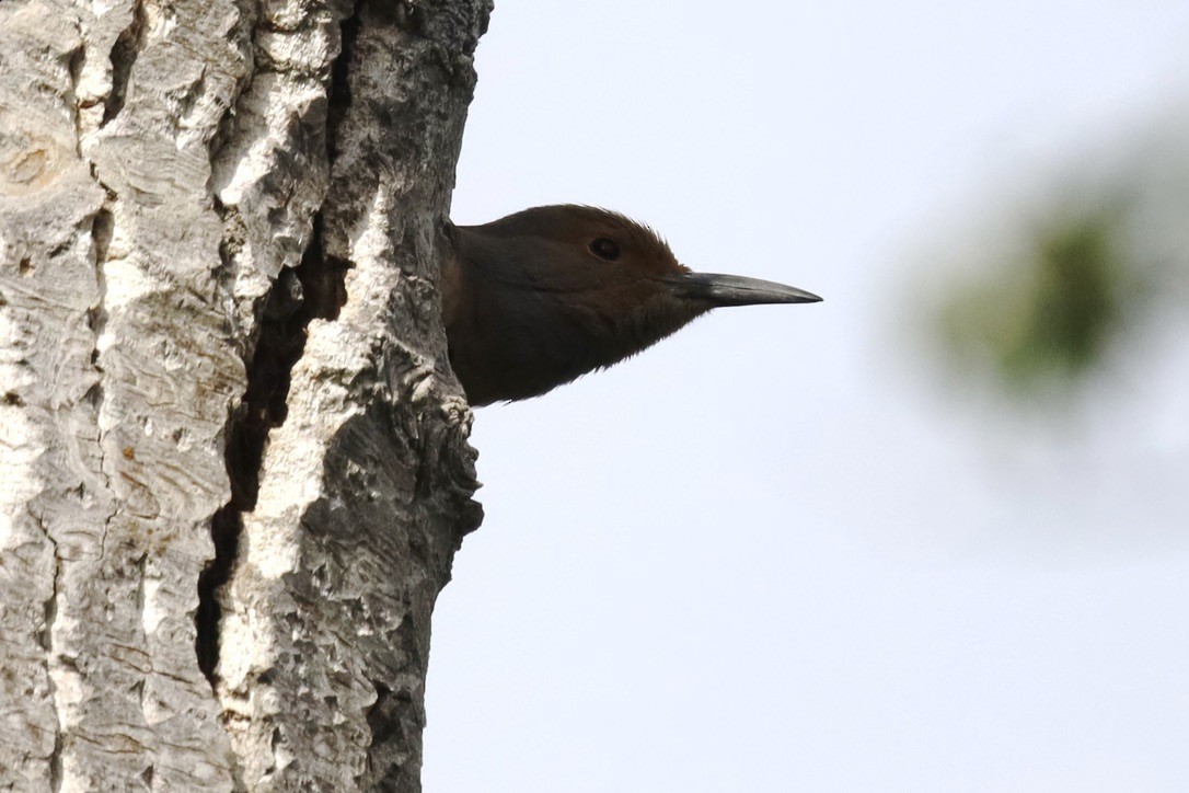 Northern Flicker - ML657836775