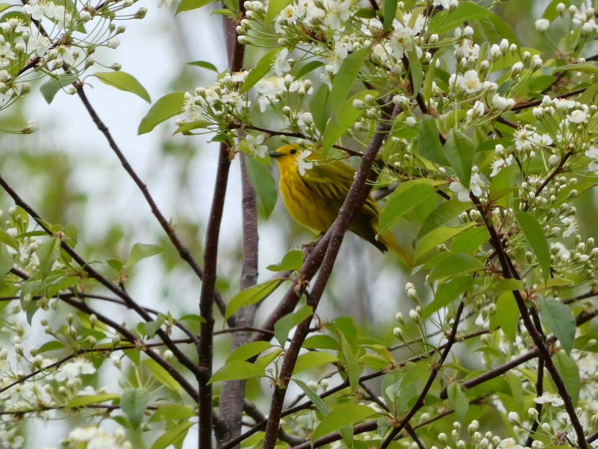 Northern Yellow Warbler - ML657836776