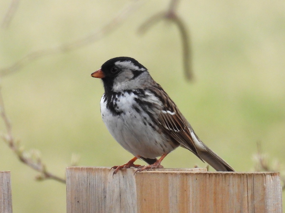 Harris's Sparrow - ML657836779