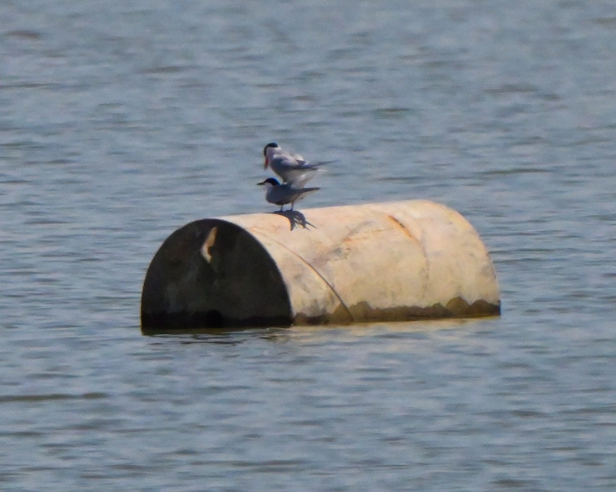 Common Tern - ML657836781