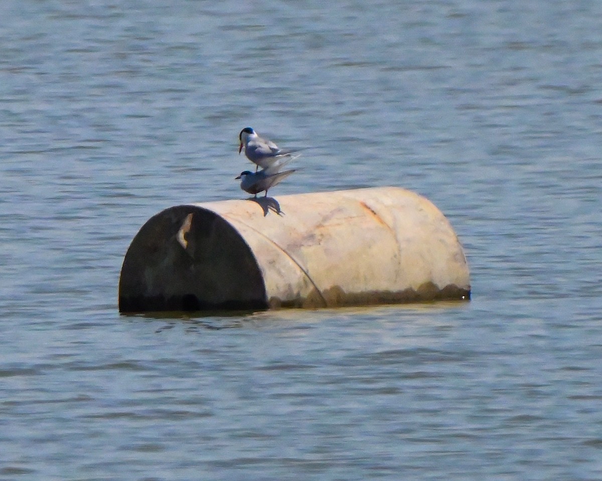 Common Tern - ML657836782