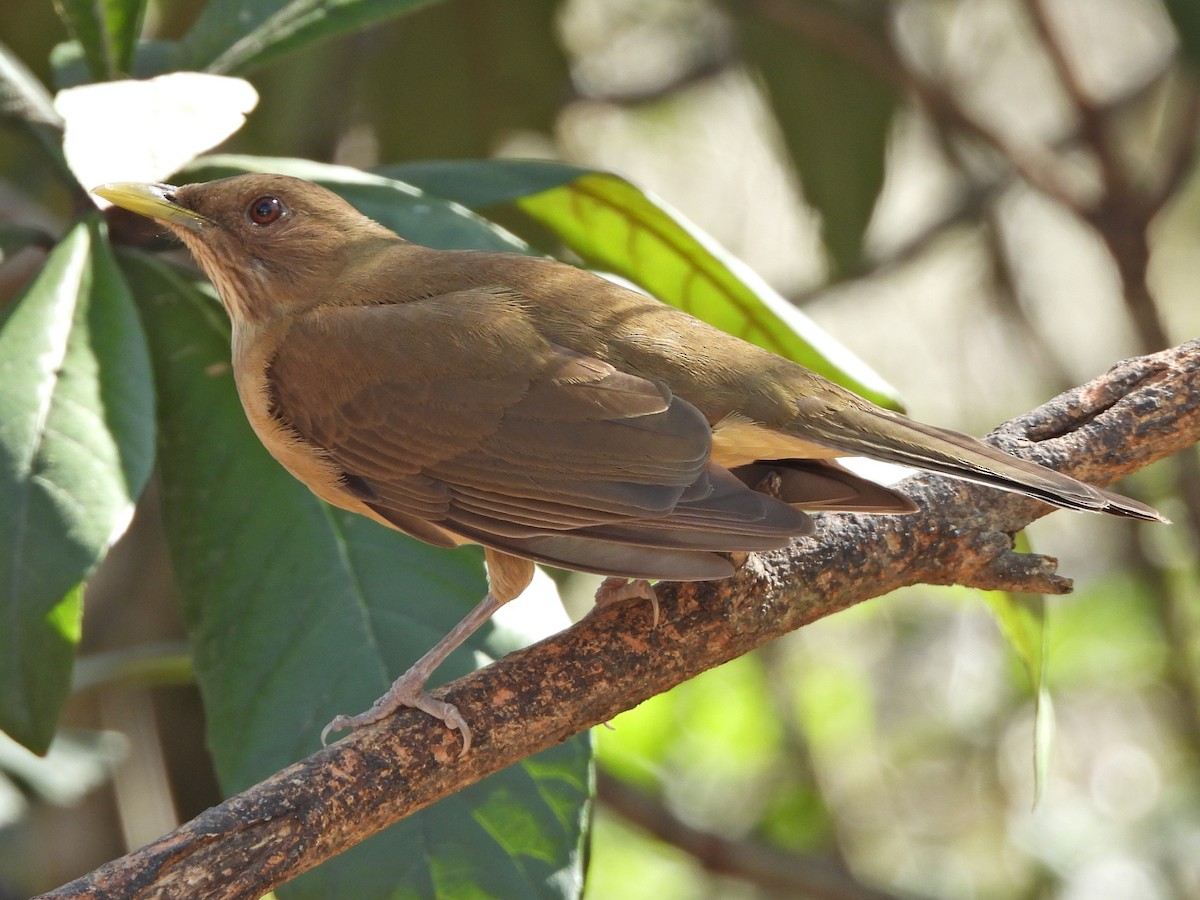Clay-colored Thrush - ML657836783