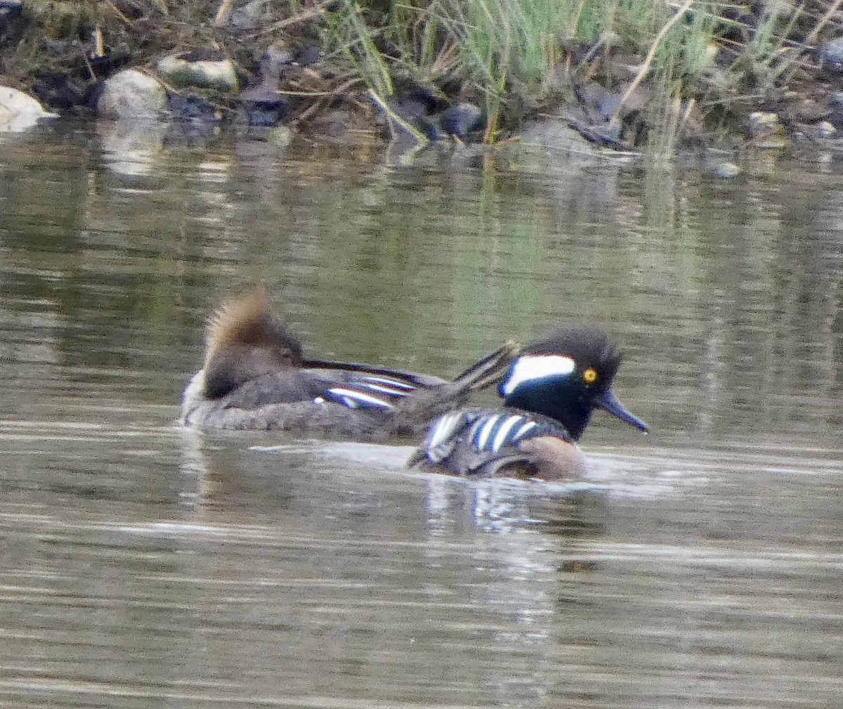 Hooded Merganser - ML657836785