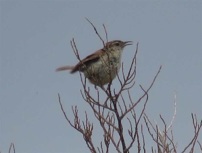 Carolina Wren - ML65783691