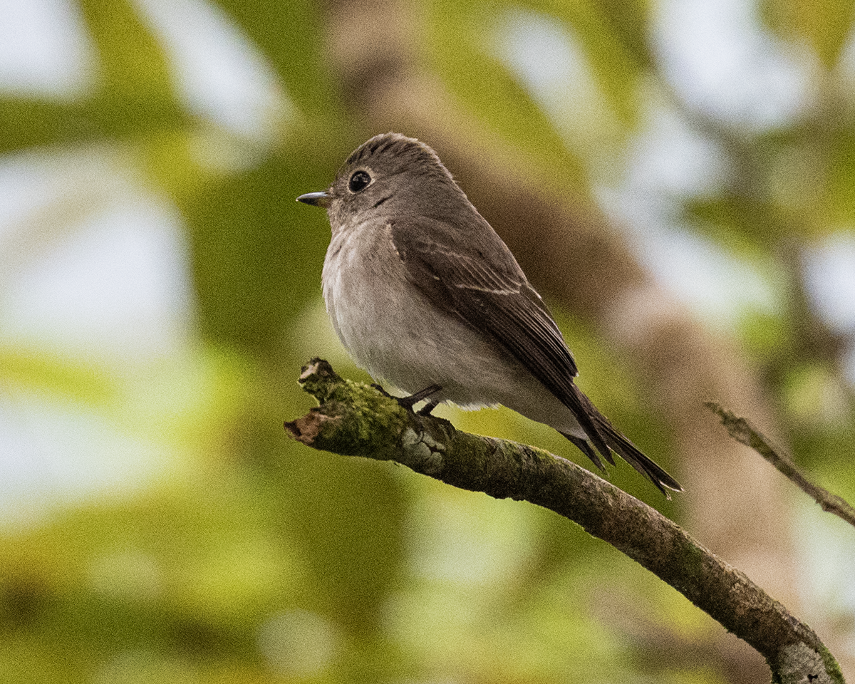 Asian Brown Flycatcher - ML657837076