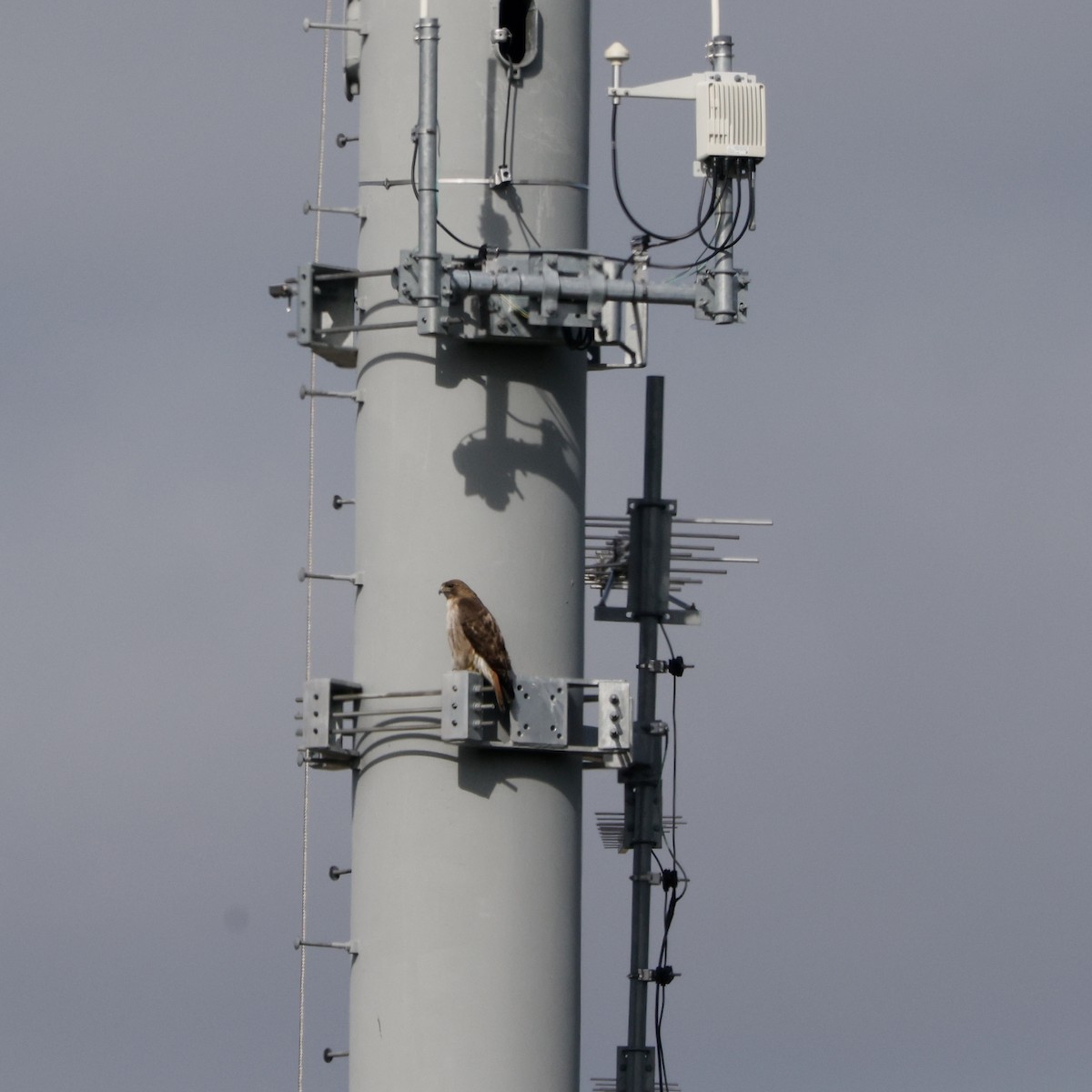 eBird Checklist - 18 May 2026 - Dharma Rain Zen Center - 31 species
