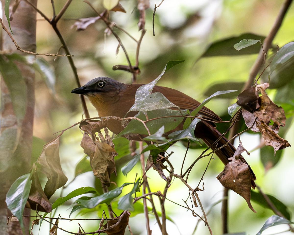 Ashy-headed Laughingthrush - ML657838641