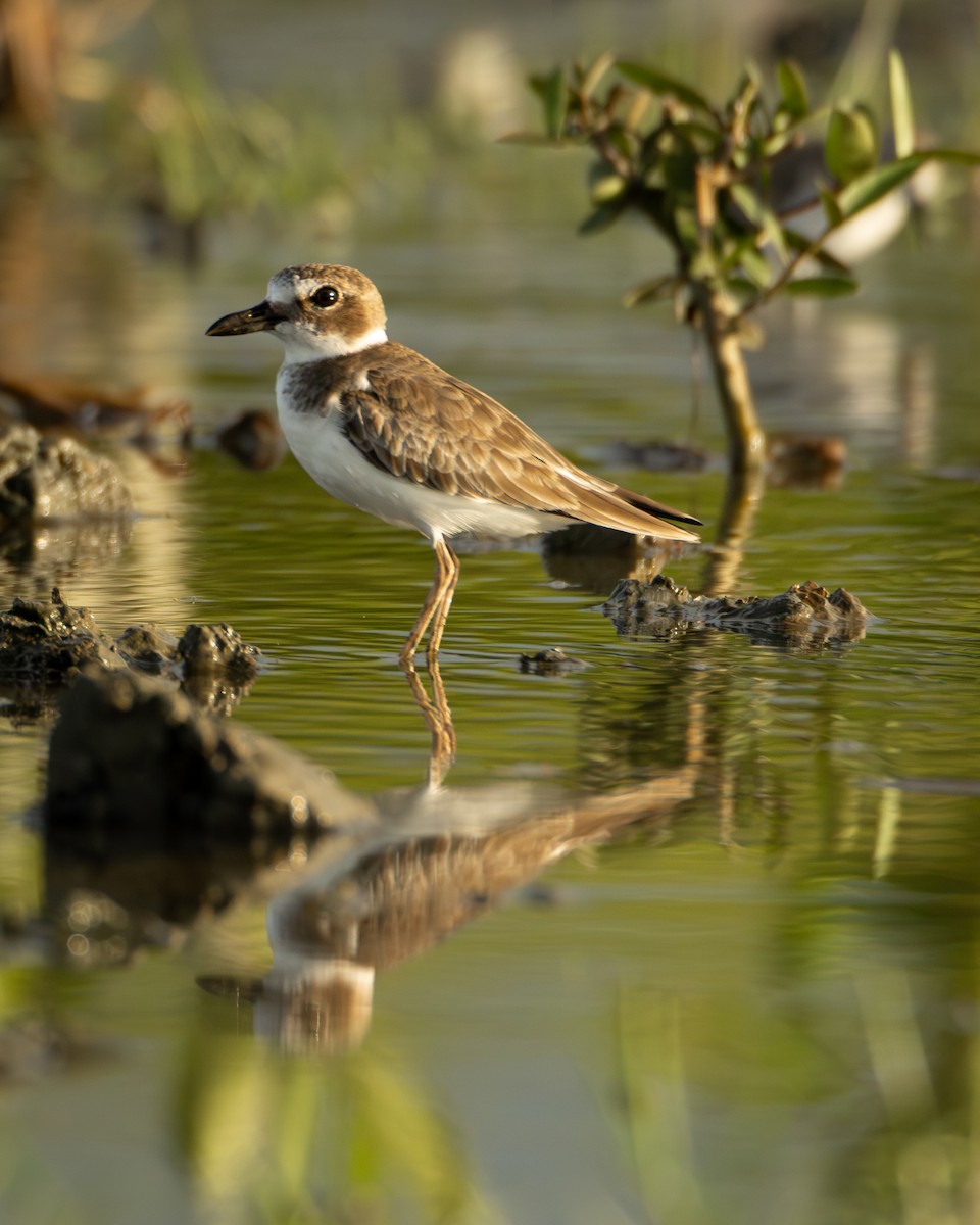 Wilson's Plover - ML657841382