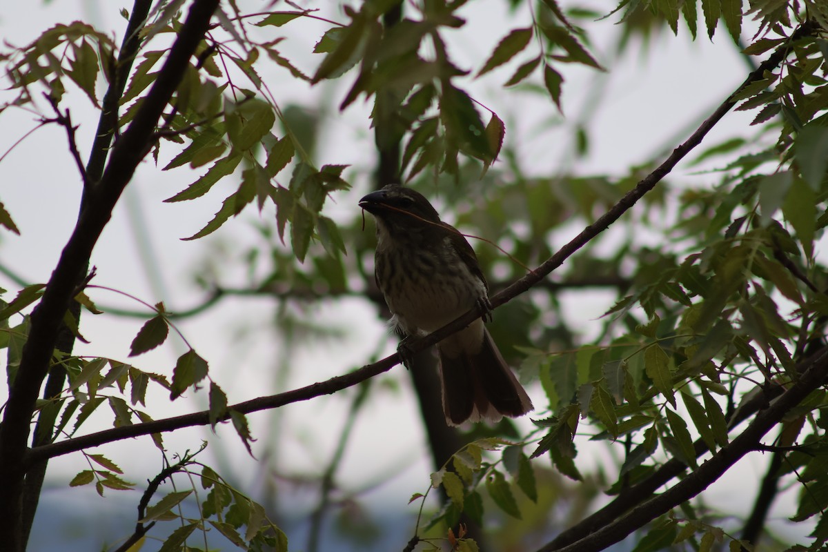 Streaked Saltator - ML657841414