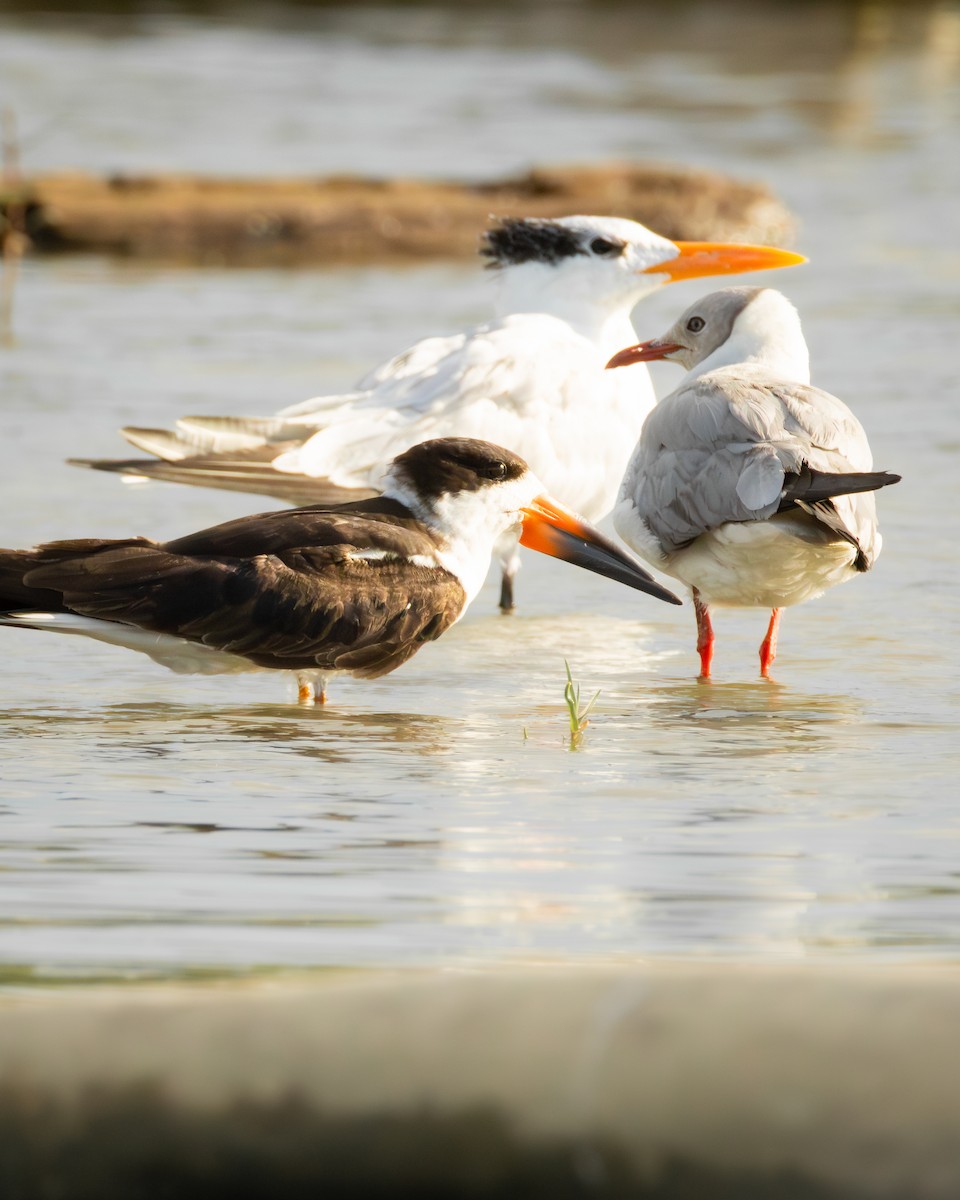 Gray-hooded Gull - ML657841641
