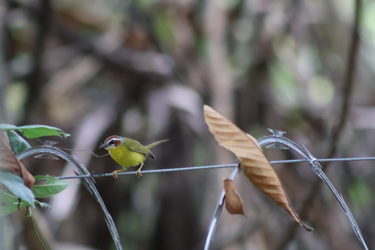 Chestnut-capped Warbler - ML657841746