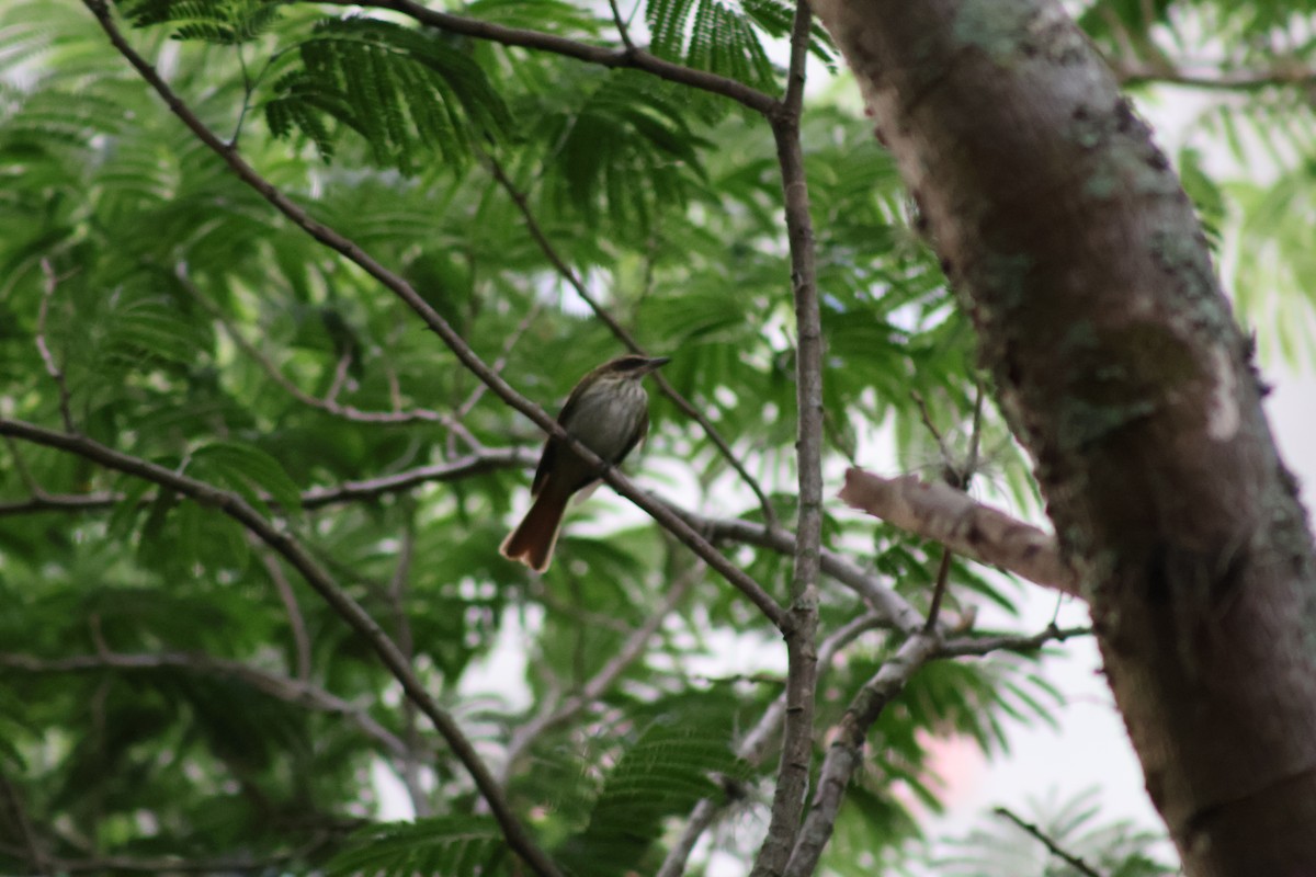 Streaked Flycatcher - ML657841858