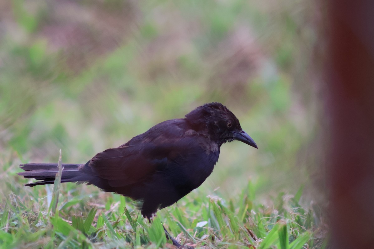 Carib Grackle - ML657841903