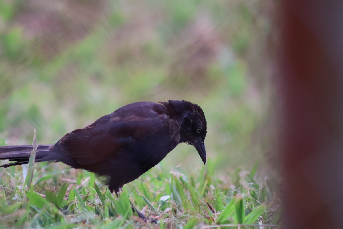 Carib Grackle - ML657841904