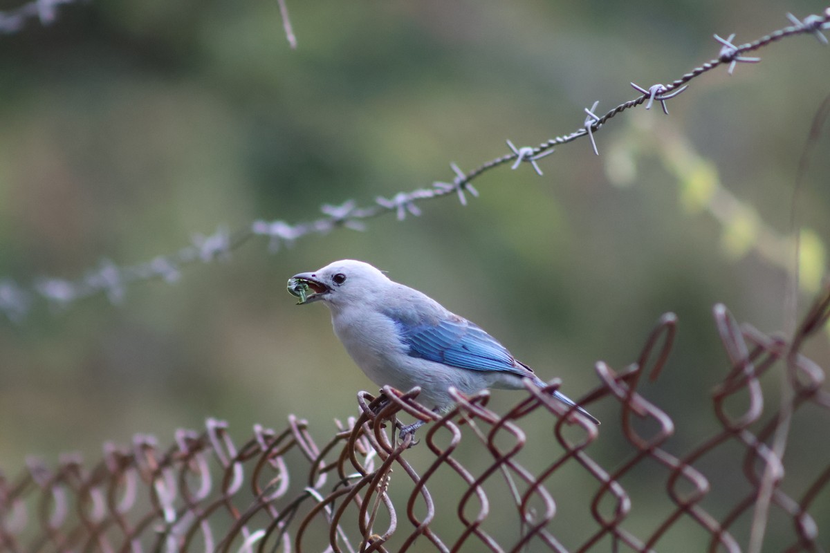 Blue-gray Tanager - ML657841977