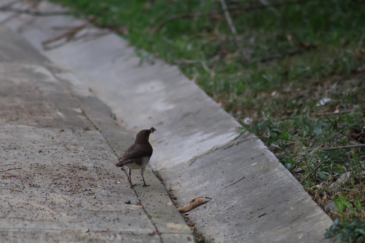 Black-billed Thrush - ML657842043