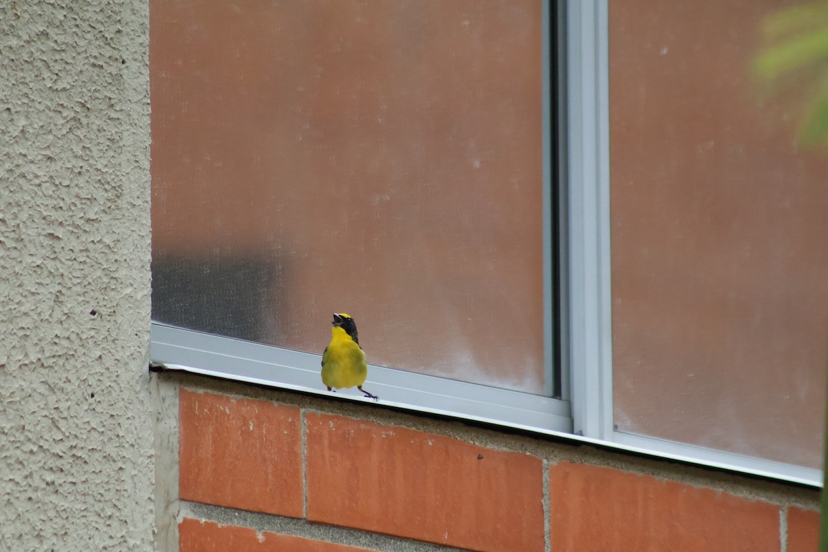 Thick-billed Euphonia - ML657842078