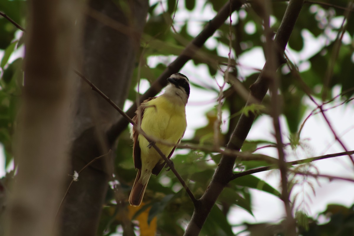 Great Kiskadee - ML657842192