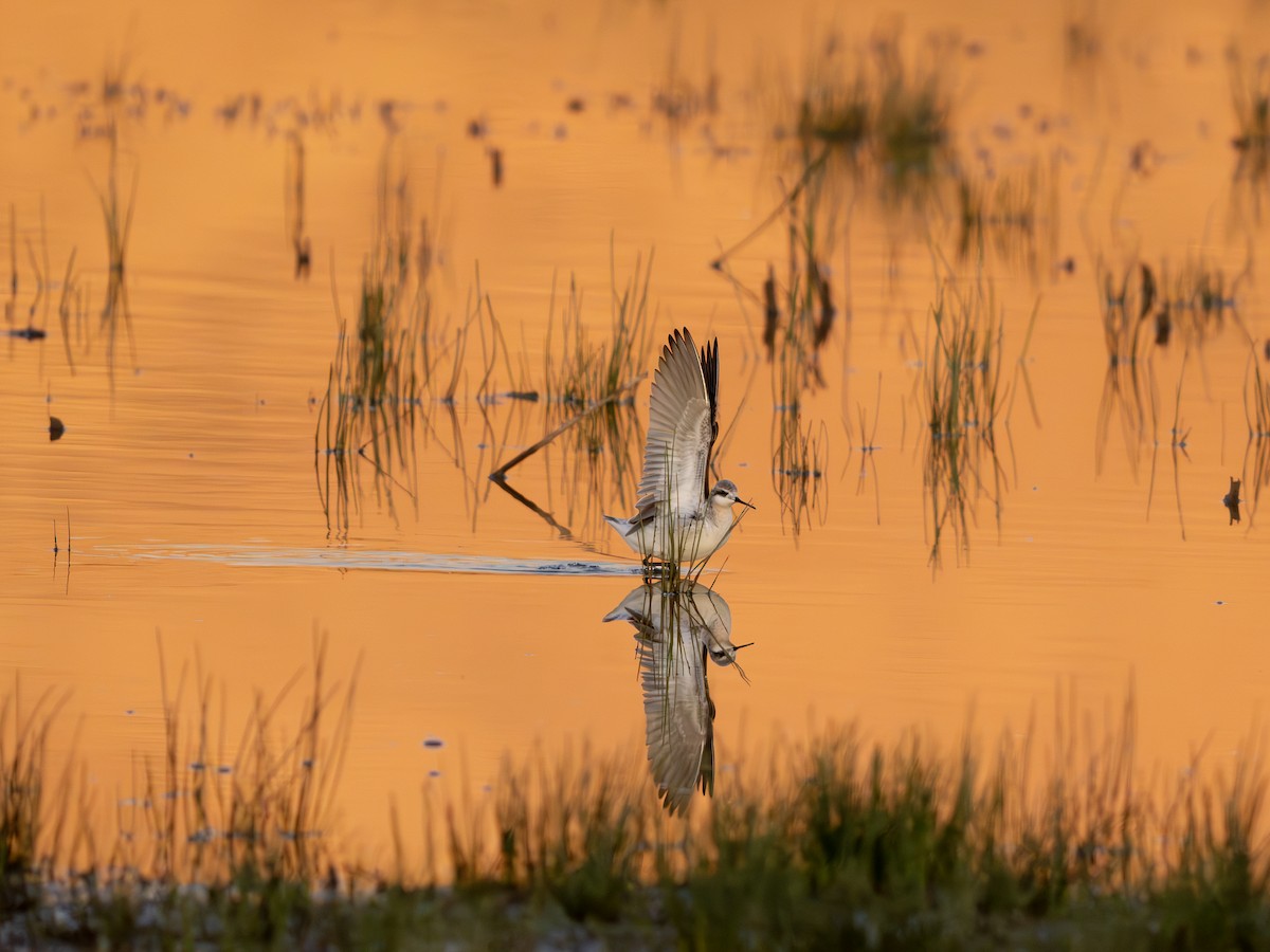 langnebbsvømmesnipe - ML657842215