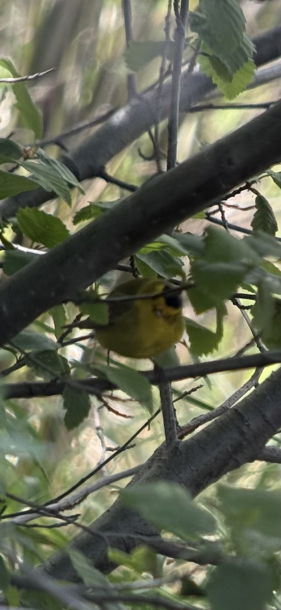 kalottparula - ML657842263