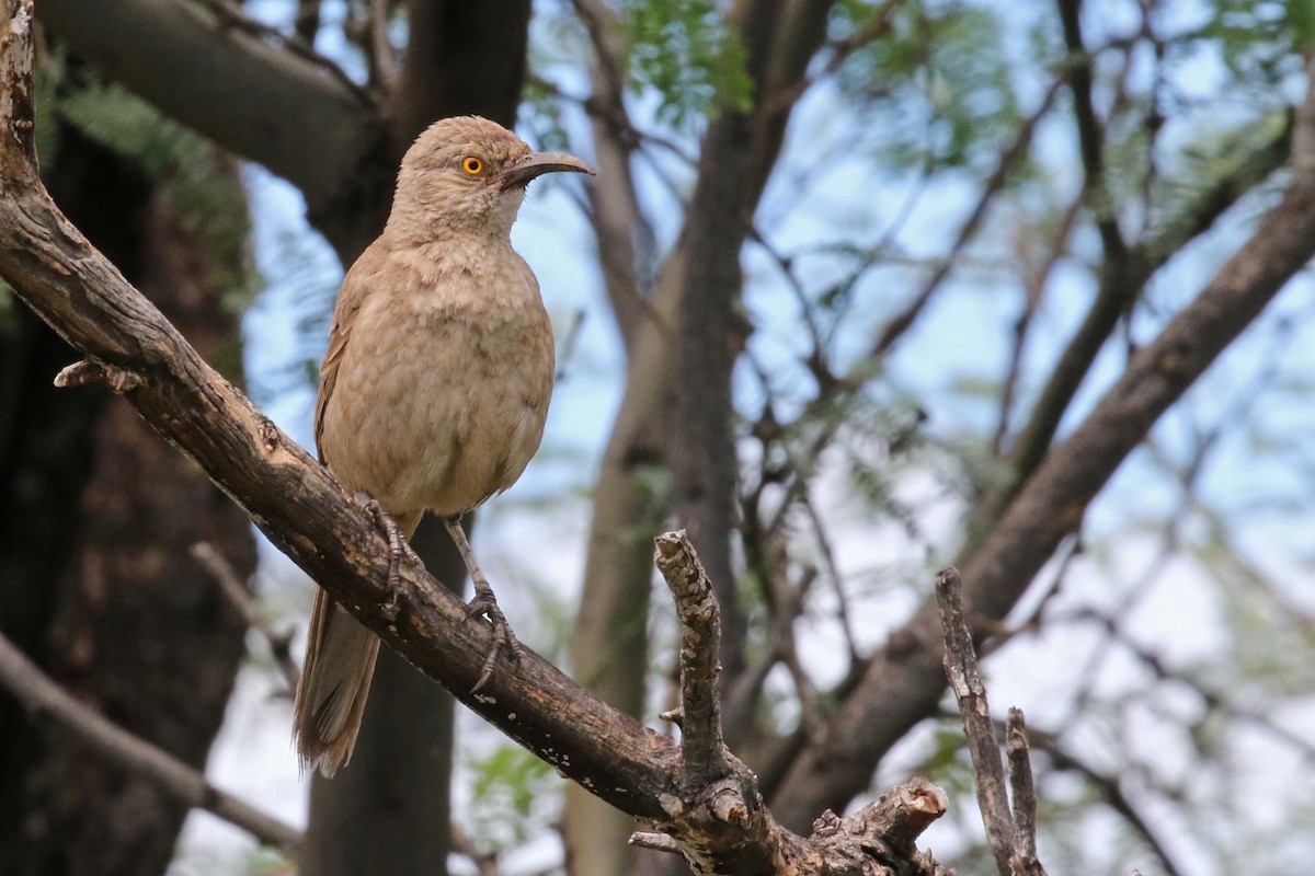 kaktusspottefugl (palmeri gr.) - ML657842273
