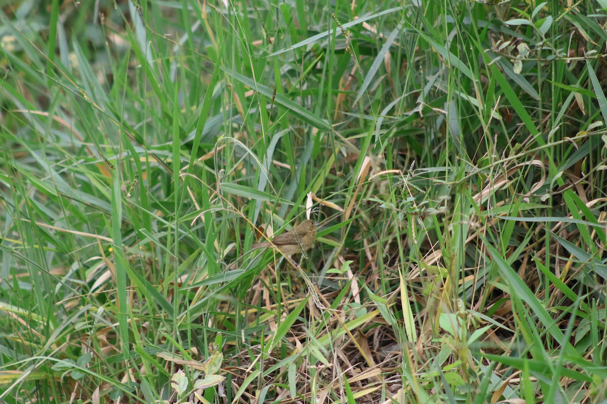Blue-black Grassquit - ML657842286