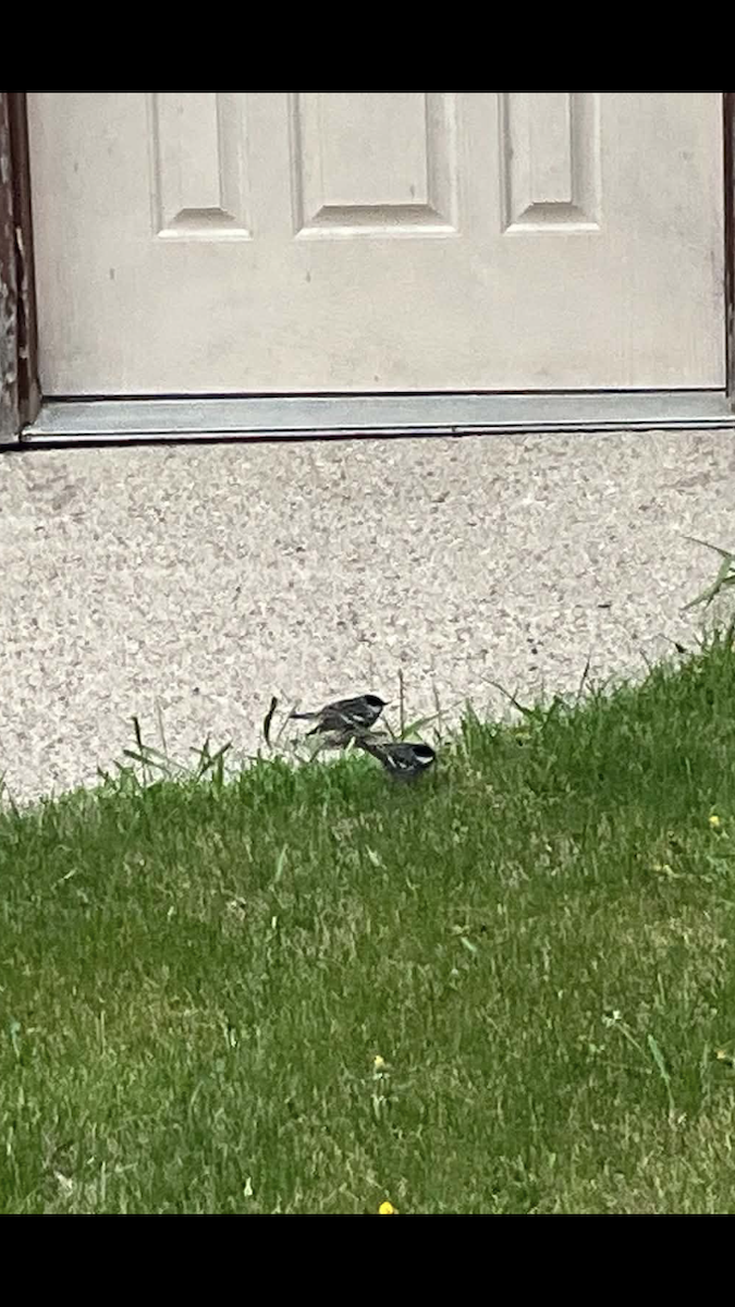 Blackpoll Warbler - ML657843031