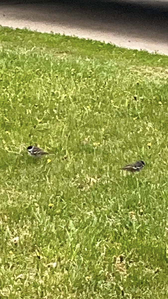 Blackpoll Warbler - ML657843032
