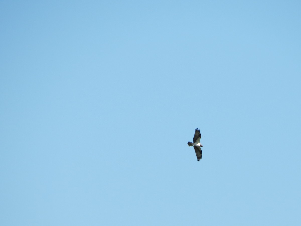 eBird Checklist - 17 May 2026 - Prudence Island, Sunset Hill Farm - 38 ...